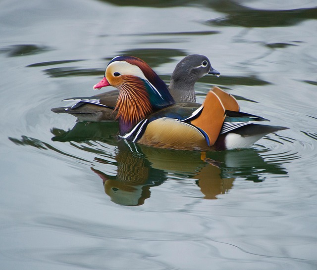 Mandarin Ducks Birds Free photo on Pixabay Pixabay