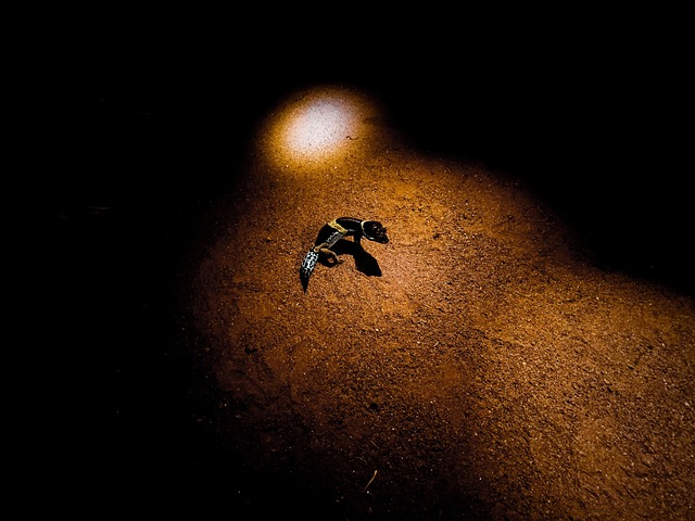 Free Lizard Animal photo and picture