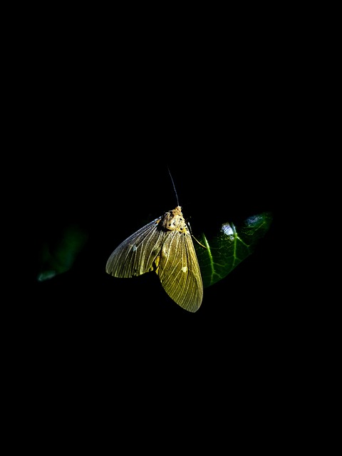 Free Moth Insect photo and picture