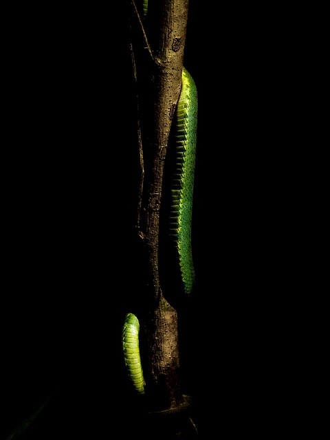 Free Snake Reptile photo and picture