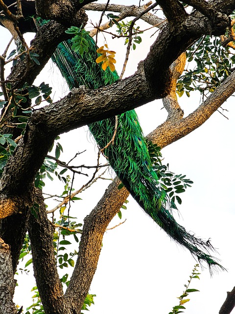 Free Peacock Bird photo and picture
