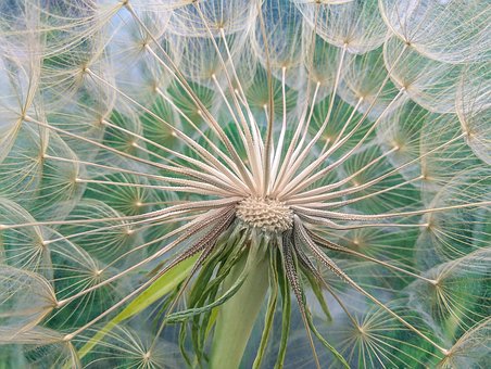 Blume, Löwenzahn, Saatgut, Pflanze
