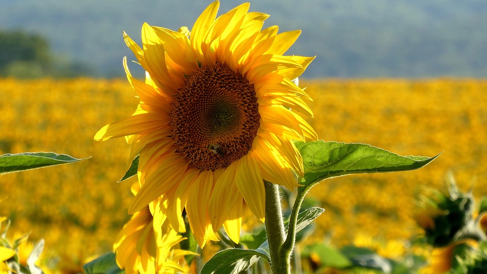 sunflower-flower-plant-free-photo-on-pixabay-pixabay