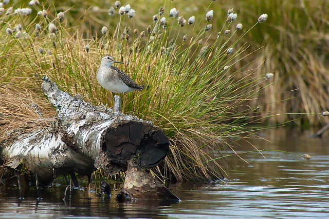 Fugl, Træ Sandpiper, Sandpiper, Vadefugl