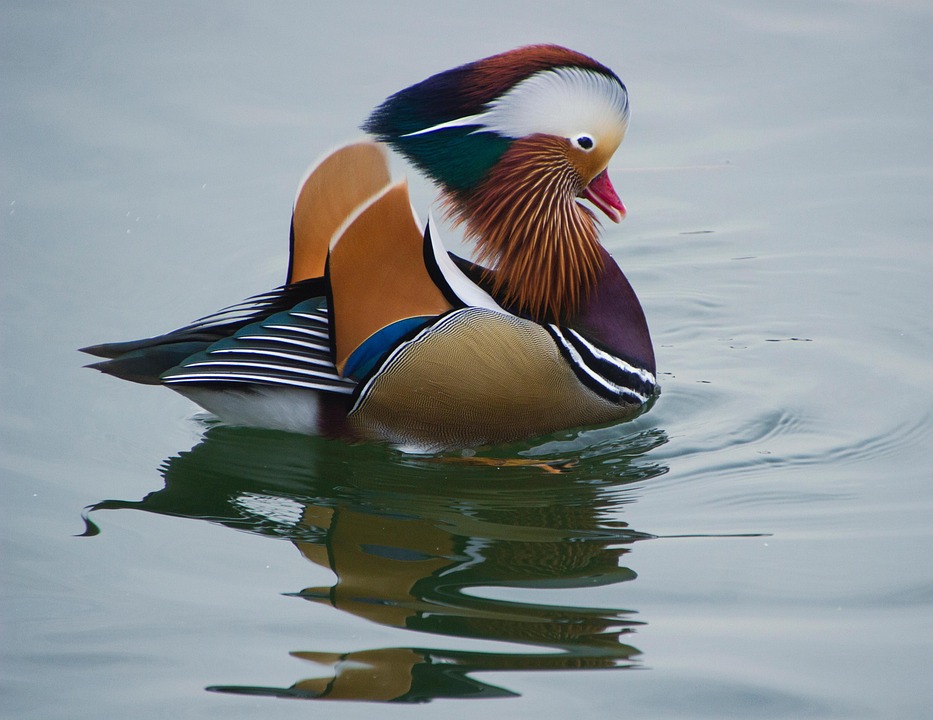 Mandarin Duck Bird Free photo on Pixabay Pixabay
