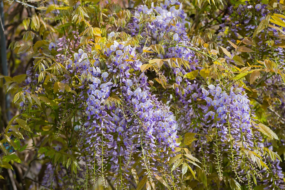 Wisteria Flower Plants Purple Free photo on Pixabay Pixabay