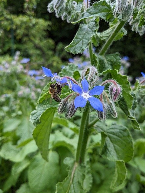 Free Flower Borage photo and picture