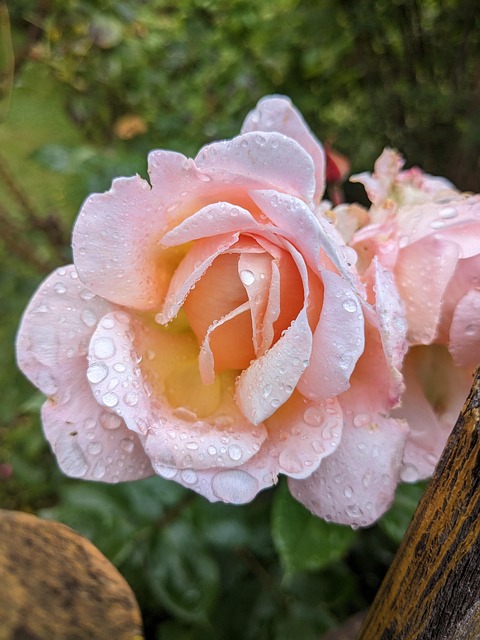 Free Rose Blossom photo and picture