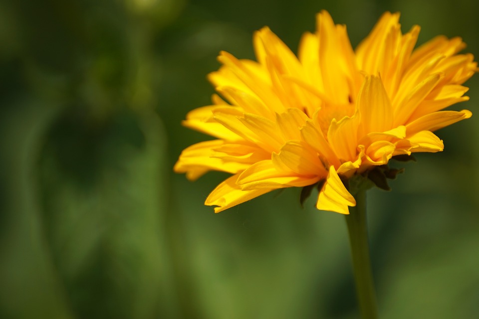 Botany Desktop Background Flower Botany Bloom - Free photo on Pixabay - Pixabay