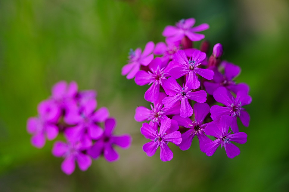 Flowers Bloom Blossom Free photo on Pixabay Pixabay