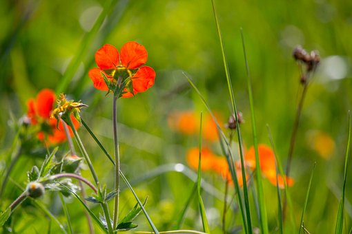 Nagelkruid, Bloem, Plantaardige