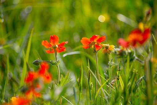 Wilde Bloemen, Rood, Flora, Botanisch