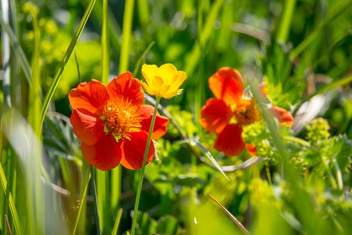Wilde Bloemen, Rood, Flora, Botanisch