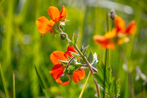 Wilde Bloemen, Rood, Flora, Botanisch