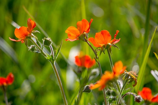 Wilde Bloemen, Rood, Flora, Botanisch