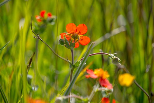 Wilde Bloemen, Rood, Flora, Botanisch