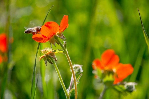 Wilde Bloemen, Rood, Flora, Botanisch