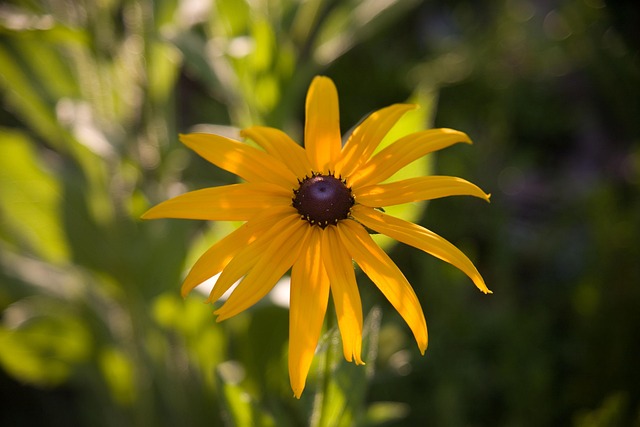 Free Black-Eyed Susan Flower photo and picture