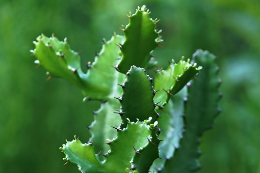 kriechender salbei Kriechender Salbei