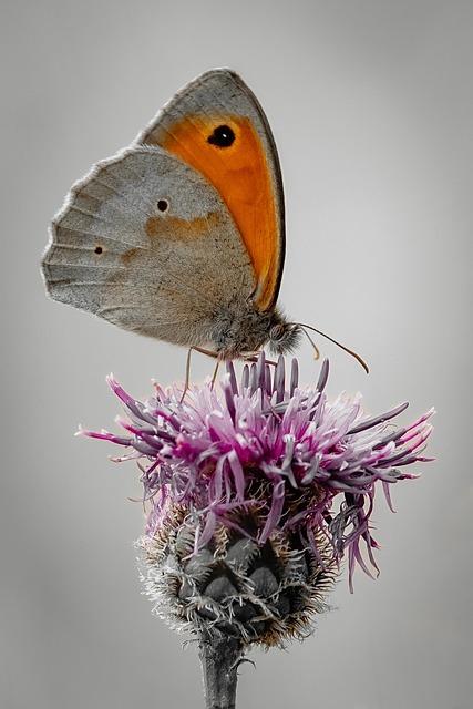 Insekt, Smukke Blomster, Sommerfugl