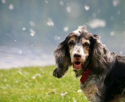 Free Dog Mammal photo and picture