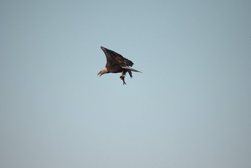 Free America Animal photo and picture