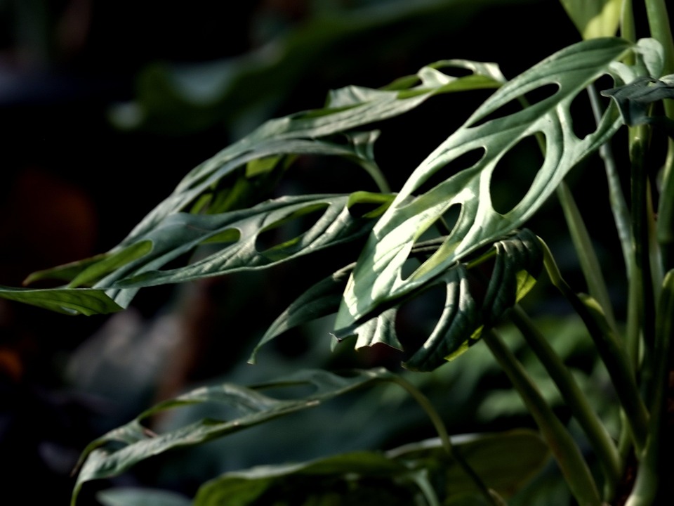 龟背竹 树叶 植物群 - Pixabay上的免费照片