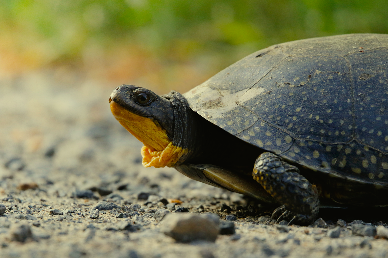 4,000+ Free Blanding'S Turtle & Turtle Images - Pixabay