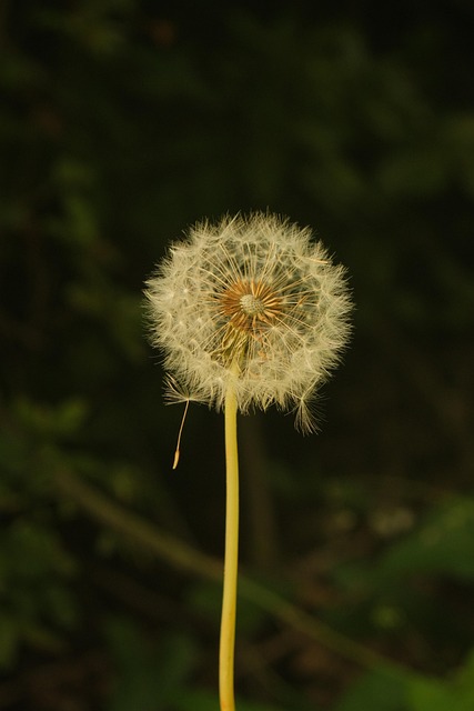 Free Dandelion Flowers photo and picture