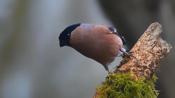 Free Bird Bullfinch photo and picture