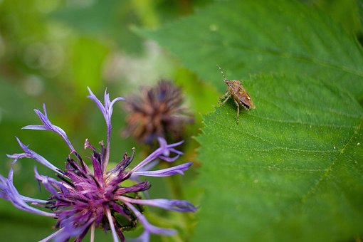Macro, Insekt, Natur, Nahaufnahme, Blume