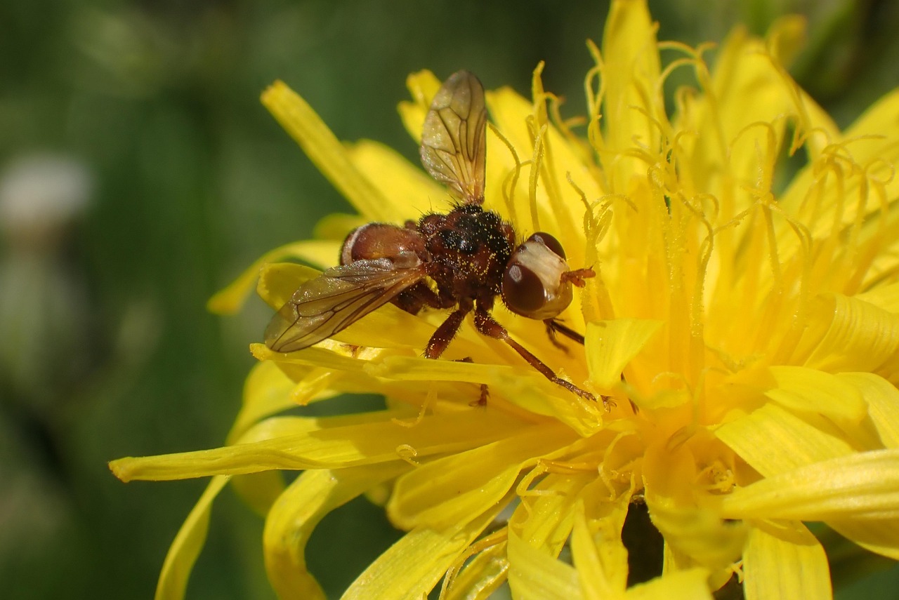 Flower Bug Sicus Ferrugineus Free photo on Pixabay Pixabay