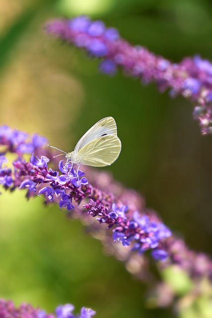 Inseto, Repolho Branco, Borboleta