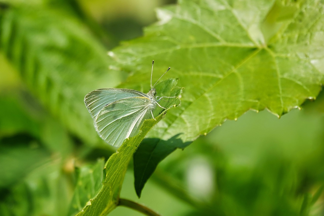 Cabbage White Butterfly Insect Free photo on Pixabay Pixabay