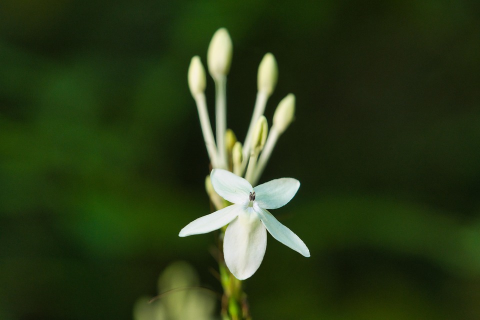 Flower Jasmine Bloom Free photo on Pixabay Pixabay