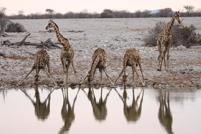 Giraffen, Water Gat, Safari, Namibië