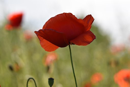 Free Poppy Flower photo and picture