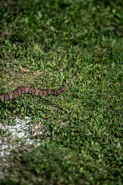 Snake Nature Wildlife - Free photo on Pixabay - Pixabay