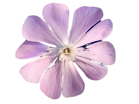 Blomst, Vild, Natur