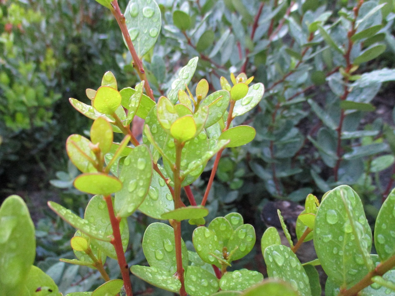 fynbos-rain-drop-free-photo-on-pixabay-pixabay