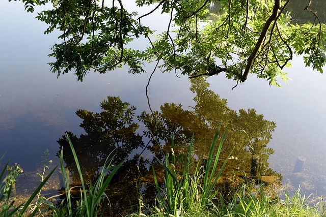 Free Park Nature photo and picture