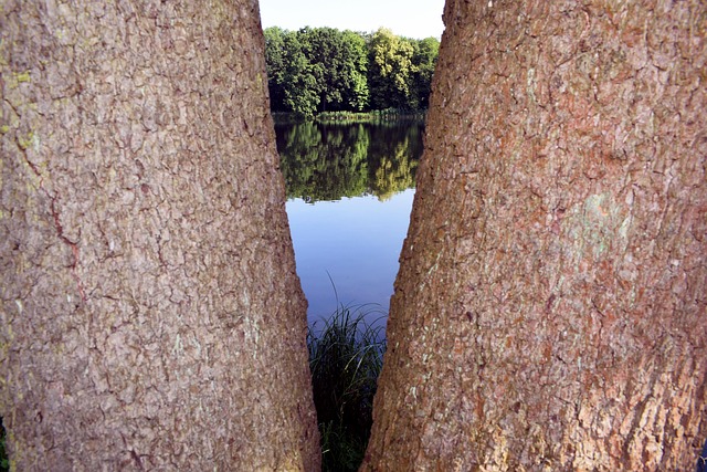 Free Tree Nature photo and picture