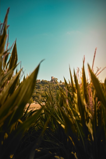 Free Field Castle photo and picture