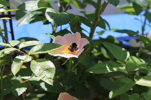 Humlebi, Roser, Blomstre, Blomst, Sommer