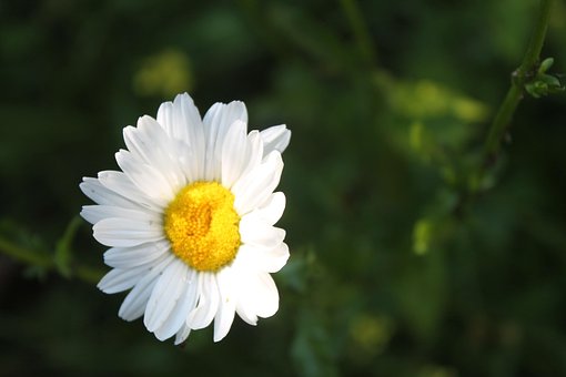 Kamille, Hvid, Penge, Natur, Sommer