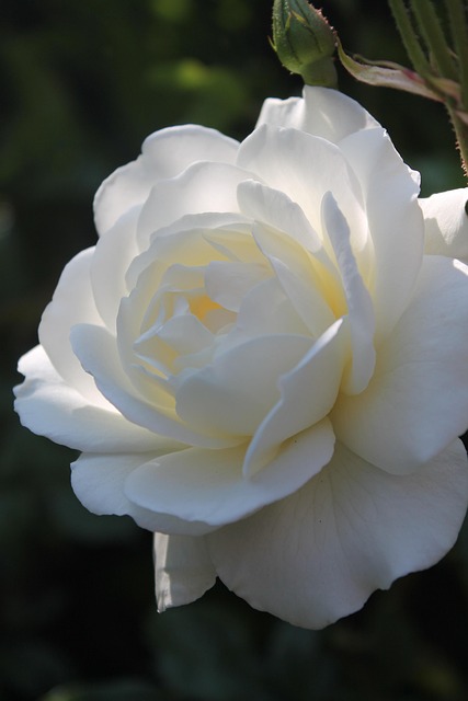 Rose, Hvid Rose, Blomst, Flora, Botanik