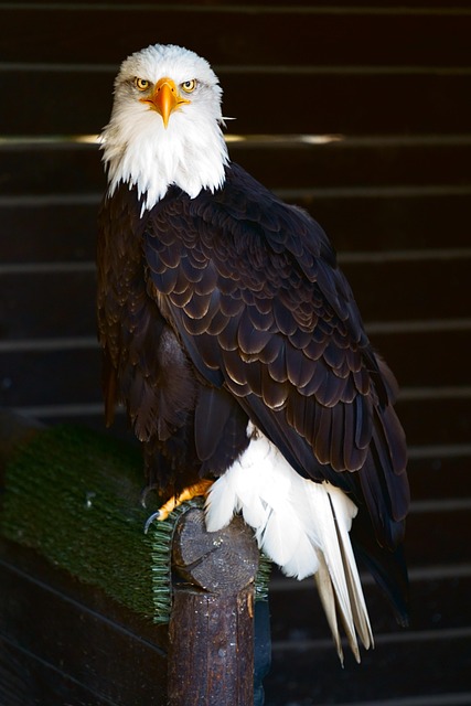Free Bird Eagle photo and picture
