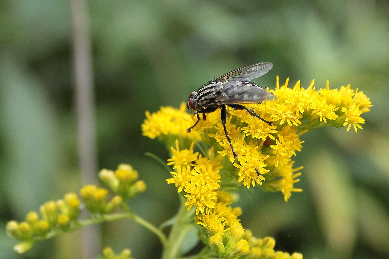 Insecate Insecte Voler Entomologie - Photo gratuite sur Pixabay - Pixabay