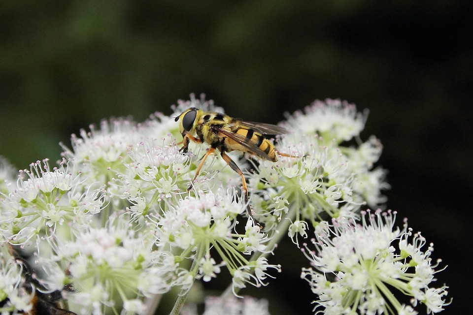 Insect Hover Fly Entomology - Free photo on Pixabay - Pixabay