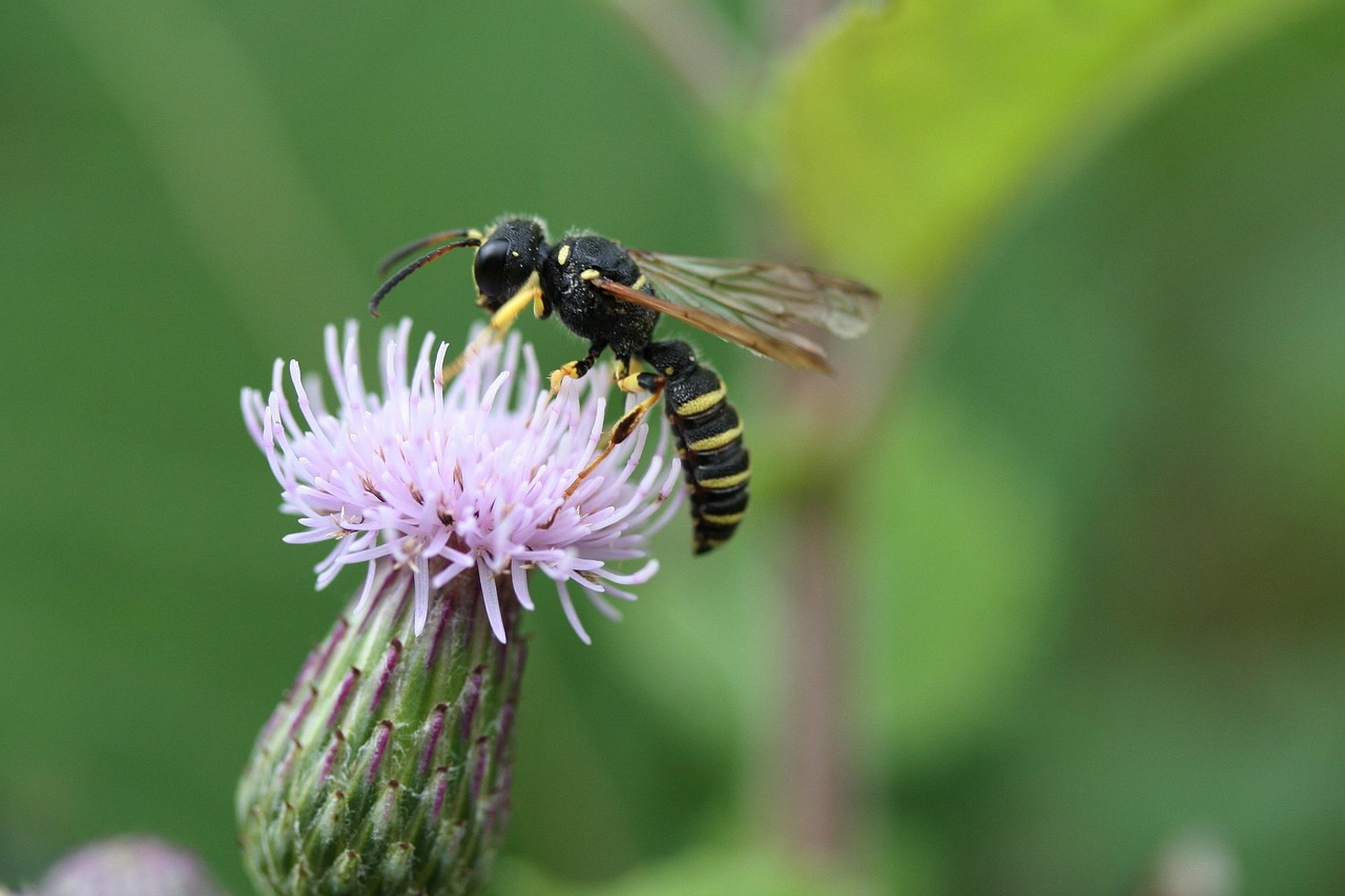 Cardo Insects Inseto Cardo Entomologia - Foto gratuita no Pixabay - Pixabay